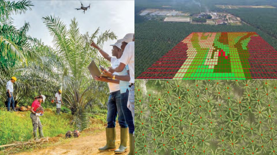 Reduce the need for manpower in your oil palm plantation with AI
