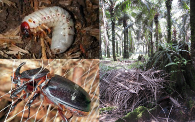 Connecting the dots: Rhino beetles and Dead Palms